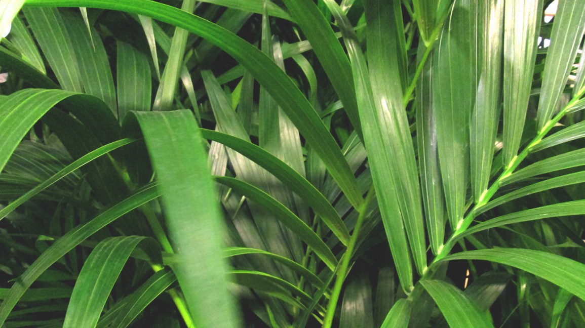 Bamboo Palms